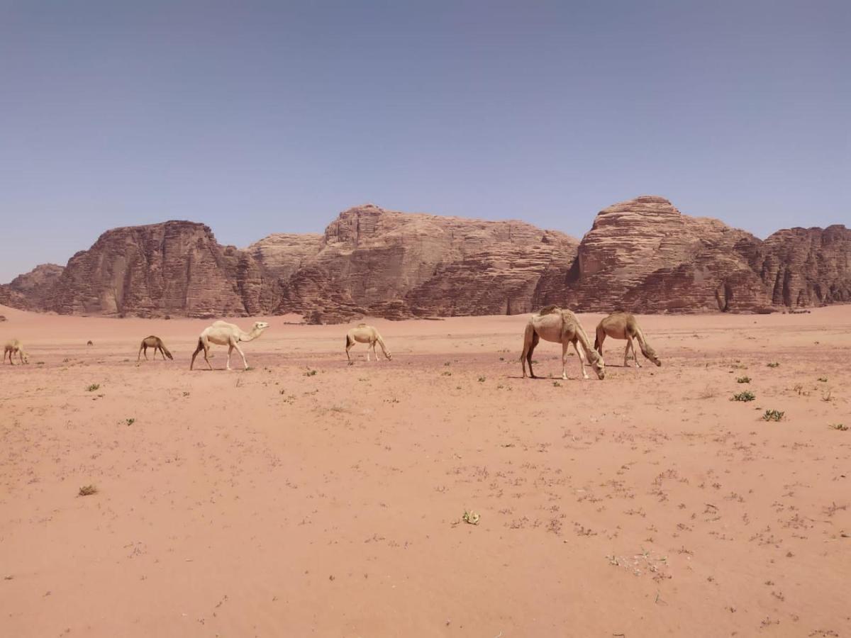 Omar Ghazi Camp Hotell Wadi Rum Exteriör bild