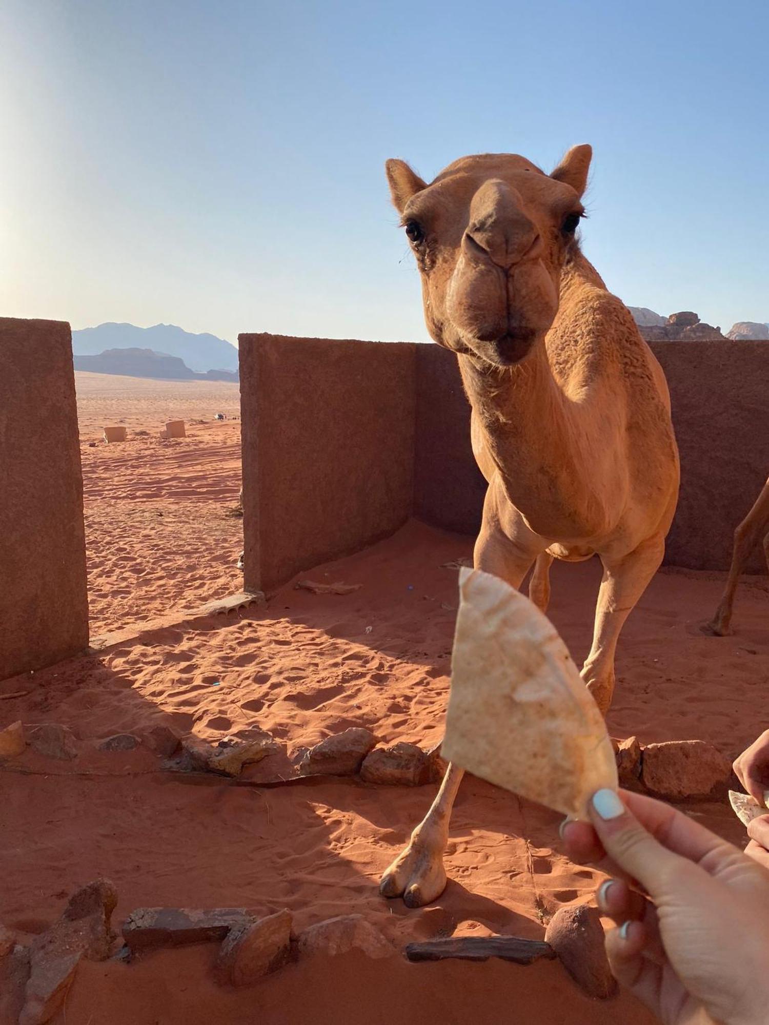 Omar Ghazi Camp Hotell Wadi Rum Exteriör bild