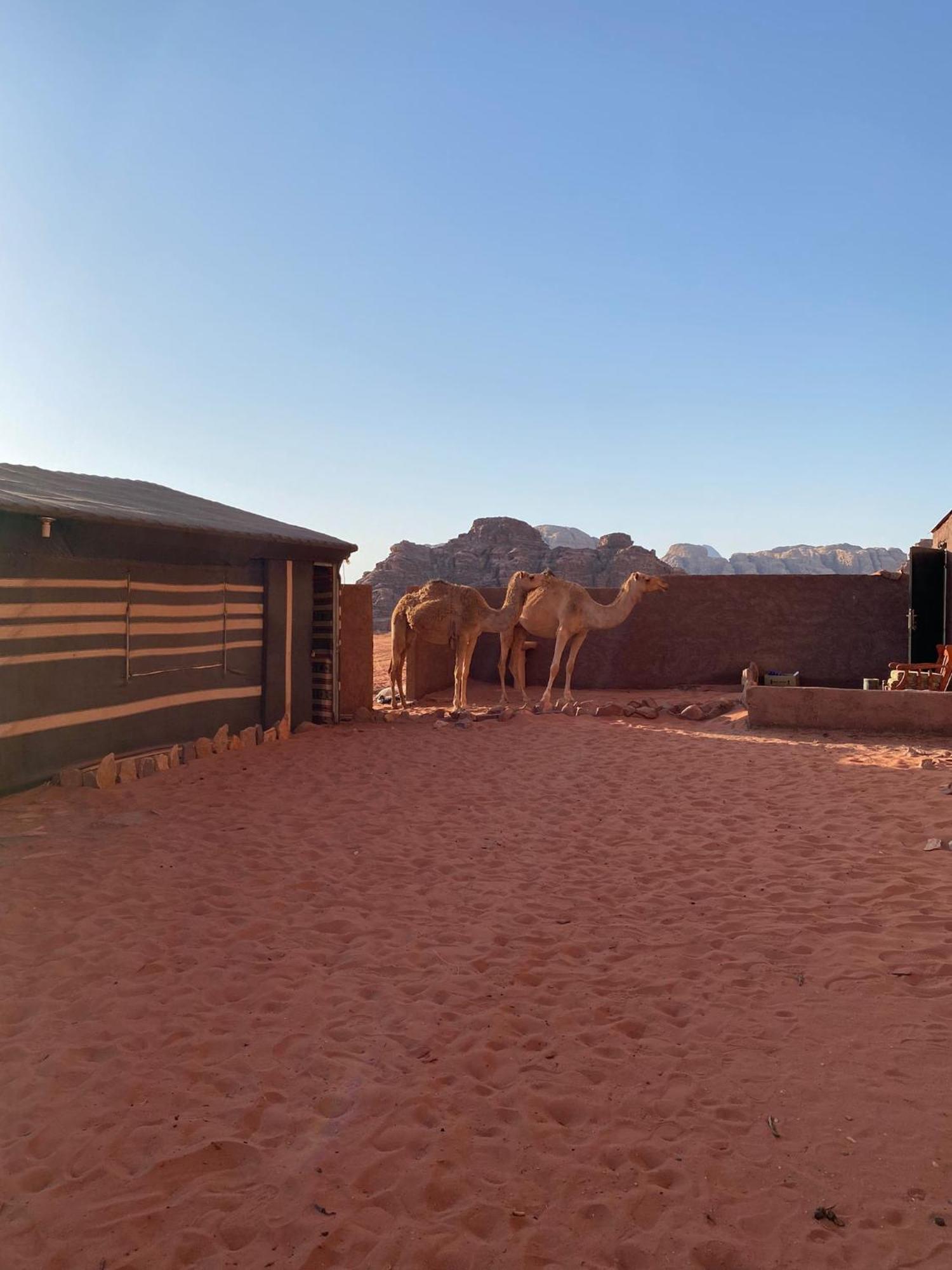 Omar Ghazi Camp Hotell Wadi Rum Exteriör bild
