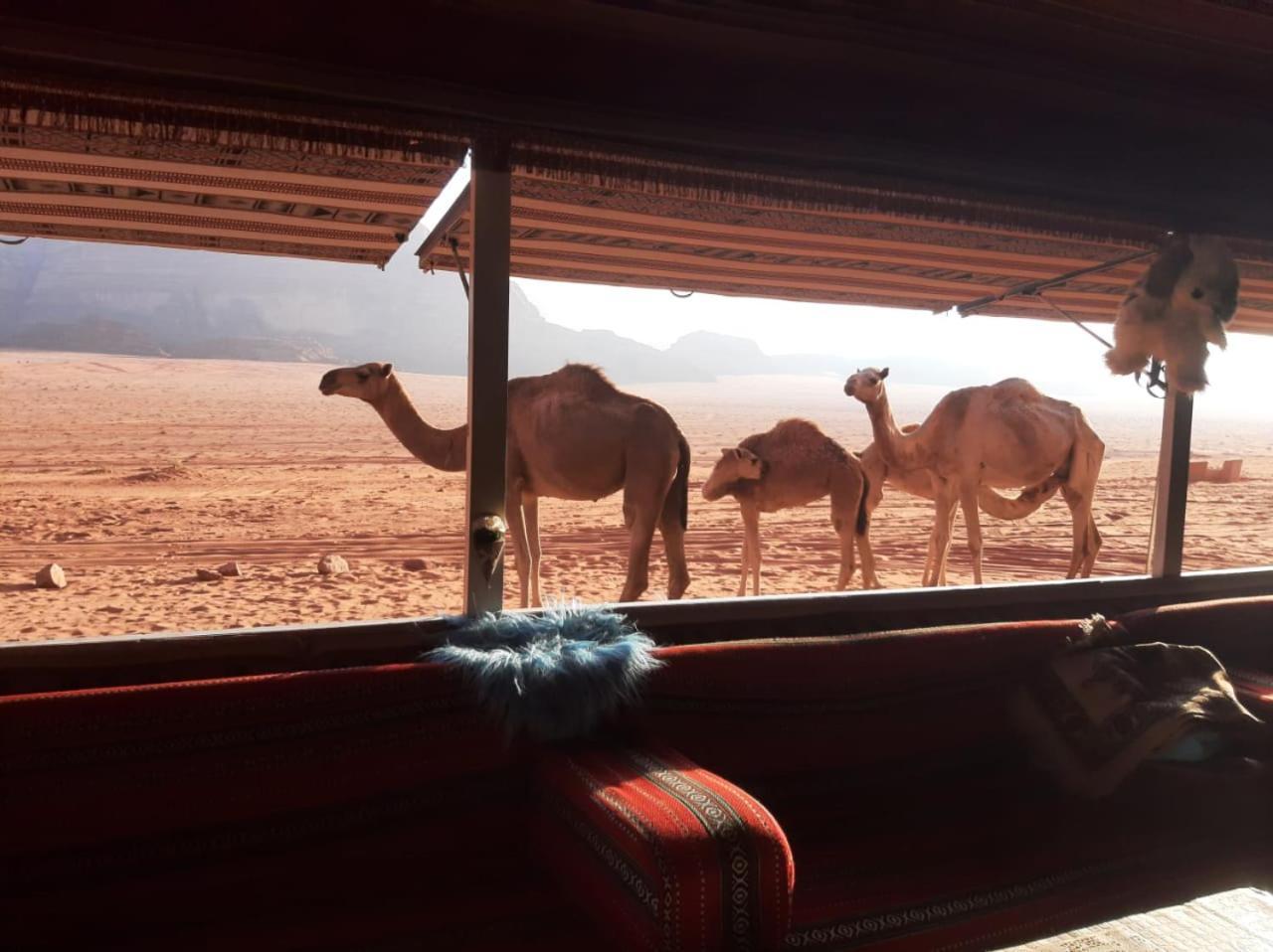 Omar Ghazi Camp Hotell Wadi Rum Exteriör bild