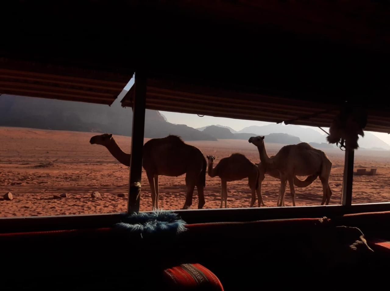 Omar Ghazi Camp Hotell Wadi Rum Exteriör bild